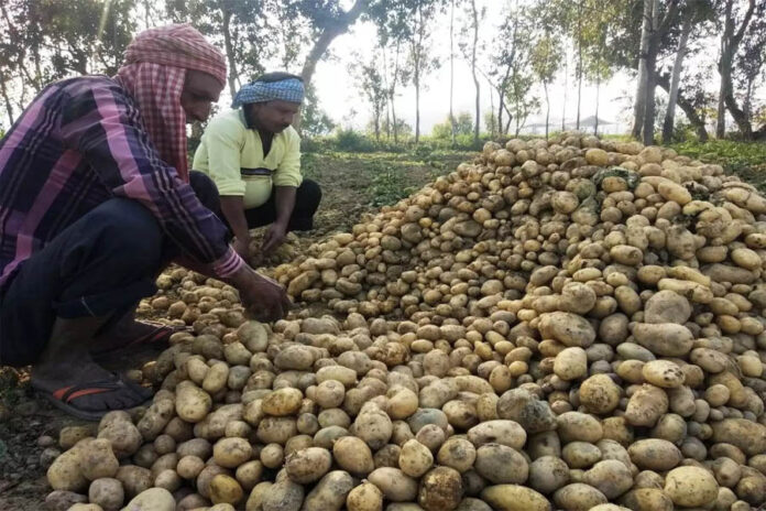 Potato Production,इचाक प्रखंड, आलू उत्पादन,Ichak,Dainik Bharat,