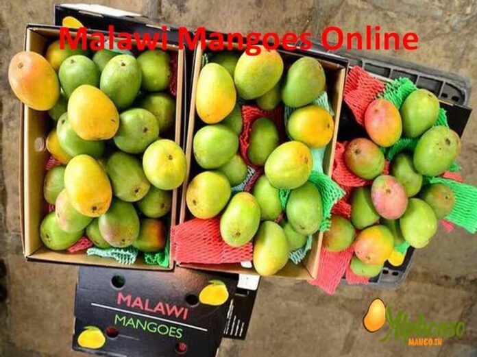 Malawi Mangoes