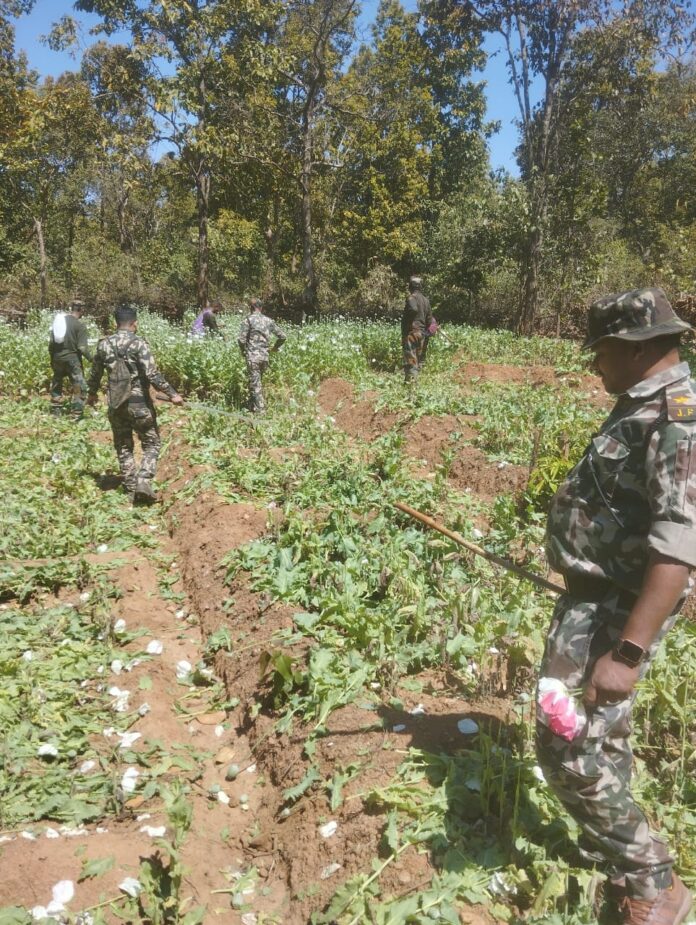 वन विभाग ने डेढ़ एकड़ में लगे पोस्ते की खेती को किया नष्ट